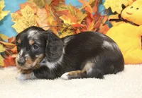 Willow, a female Miniature Dachshund for sale in Milan, IN – 8 of 8