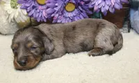 Ella, a female Miniature Dachshund for sale in Milan, IN – 3 of 6