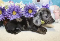 Lucas, a male Miniature Dachshund for sale in Milan, IN – 4 of 8