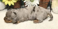 Harper, a female Miniature Dachshund for sale in Milan, IN – 6 of 8