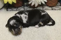 Willow, a female Miniature Dachshund for sale in Milan, IN – 2 of 9