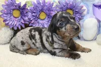 Gus, a male Miniature Dachshund for sale in Milan, IN – 7 of 8