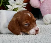 Jazz, a female Miniature Dachshund for sale in Milan, IN – 3 of 7