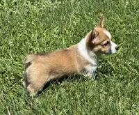 AKC Ella , a female Pembroke Welsh Corgi for sale in Milan, IN – 6 of 6