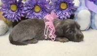 Ava, a female Miniature Dachshund for sale in Milan, IN – 3 of 8