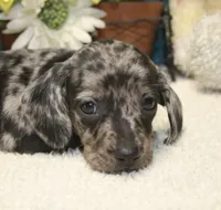 Hoss , a male Miniature Dachshund for sale in Milan, IN – 1 of 7