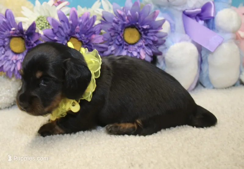 Elijah – Miniature Dachshund puppy for sale in Milan, IN