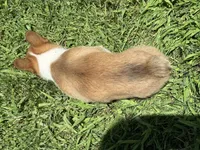 AKC Rita, a female Pembroke Welsh Corgi for sale in Milan, IN – 5 of 7