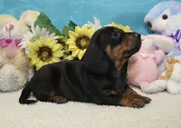 Oliver, a male Miniature Dachshund for sale in Milan, IN – 7 of 7