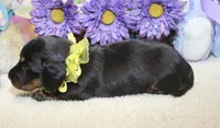Callie, a female Miniature Dachshund for sale in Milan, IN – 4 of 8