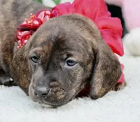 Jemma, a female Miniature Dachshund for sale in Milan, IN – 2 of 8