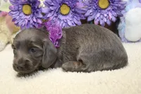 Aubrey, a female Miniature Dachshund for sale in Milan, IN – 7 of 8