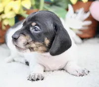 Teddy, a male Miniature Dachshund for sale in Milan, IN – 5 of 8