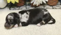 Willow, a female Miniature Dachshund for sale in Milan, IN – 7 of 9