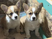 AKC Rita, a female Pembroke Welsh Corgi for sale in Milan, IN – 6 of 7