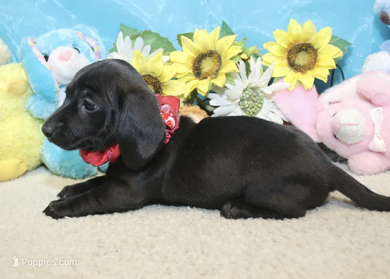 Tianna  – Miniature Dachshund puppy for sale in Milan, IN