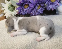 Cash, a male Miniature Dachshund for sale in Milan, IN – Photo 7 of 8