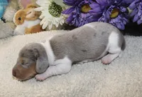 Cash, a male Miniature Dachshund for sale in Milan, IN – Photo 6 of 8