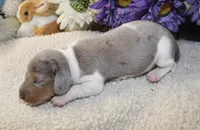 Cash, a male Miniature Dachshund for sale in Milan, IN – Photo 3 of 8