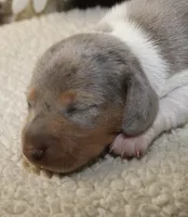 Cash, a male Miniature Dachshund for sale in Milan, IN – Photo 4 of 8