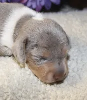 Cash, a male Miniature Dachshund for sale in Milan, IN – Photo 2 of 8