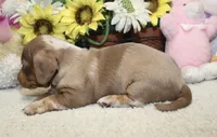 Grace, a female Miniature Dachshund for sale in Milan, IN – 4 of 9