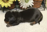 Elijah, a male Miniature Dachshund for sale in Milan, IN – 7 of 8