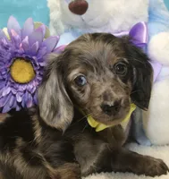 Lucas, a male Miniature Dachshund for sale in Milan, IN – 3 of 8