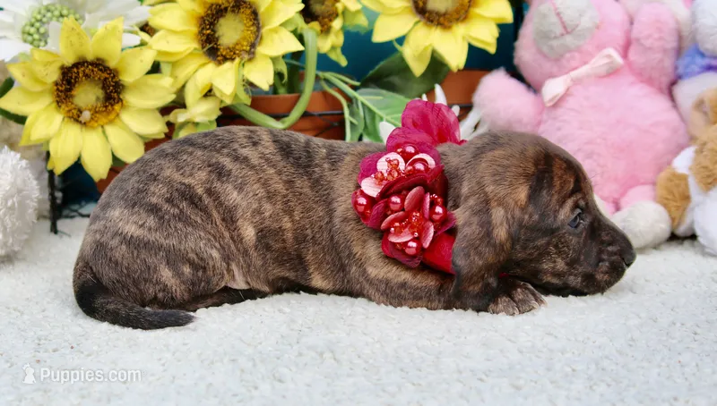 Jemma – Miniature Dachshund puppy for sale in Milan, IN