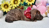 Jemma, a female Miniature Dachshund for sale in Milan, IN – 1 of 8