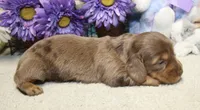 Olivia, a female Miniature Dachshund for sale in Milan, IN – 2 of 6