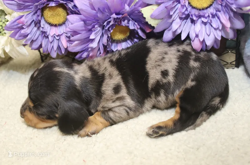 Bowie – Miniature Dachshund puppy for sale in Milan, IN