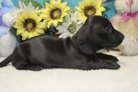 Mo, a male Miniature Dachshund for sale in Milan, IN – 3 of 6