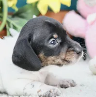 Teddy, a male Miniature Dachshund for sale in Milan, IN – 2 of 8