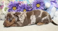 Kit, a male Miniature Dachshund for sale in Milan, IN – 7 of 7