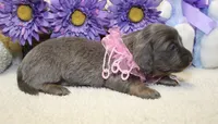 Ava, a female Miniature Dachshund for sale in Milan, IN – 5 of 8