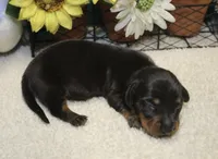 Elijah, a male Miniature Dachshund for sale in Milan, IN – 8 of 8
