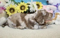 Hudson, a male Miniature Dachshund for sale in Milan, IN – 8 of 8