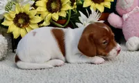 Jazz, a female Miniature Dachshund for sale in Milan, IN – 5 of 7