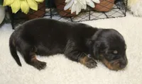 Elijah, a male Miniature Dachshund for sale in Milan, IN – 4 of 8