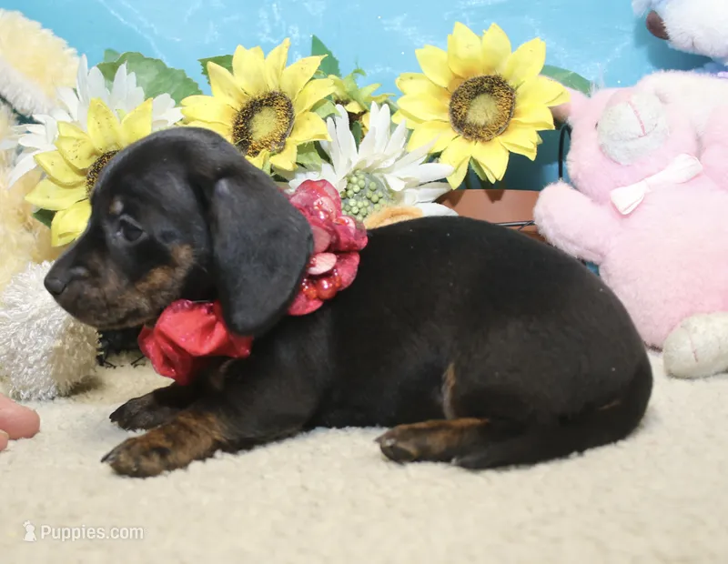 Luna – Miniature Dachshund puppy for sale in Milan, IN