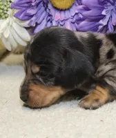 Bowie, a male Miniature Dachshund for sale in Milan, IN – 2 of 8