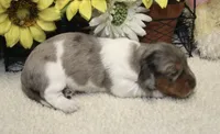 Camila , a female Miniature Dachshund for sale in Milan, IN – 2 of 8