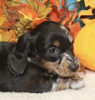 Willow, a female Miniature Dachshund for sale in Milan, IN – 3 of 8