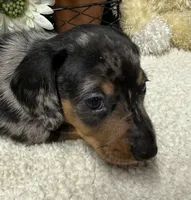 Hud, a male Miniature Dachshund for sale in Milan, IN – 2 of 8