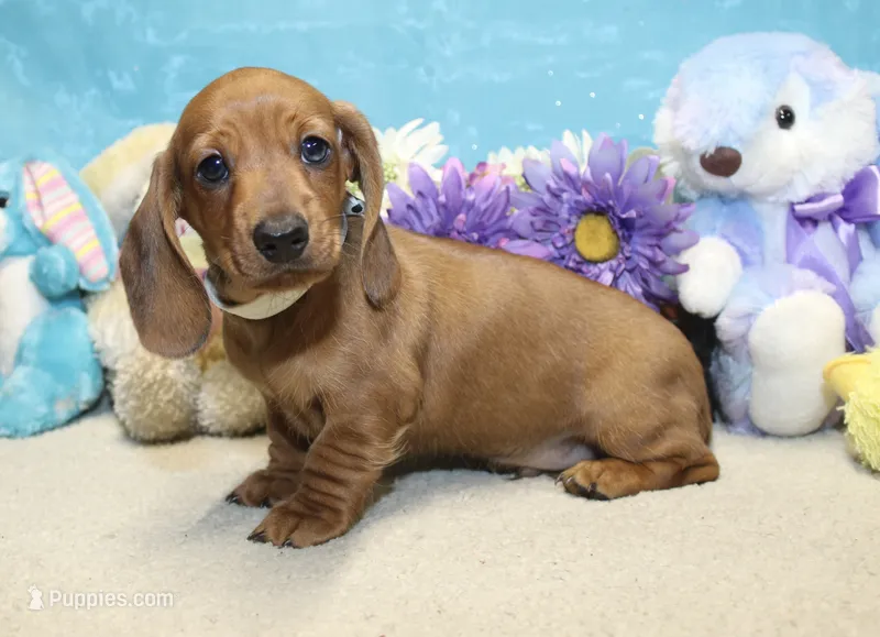 Ford – Miniature Dachshund puppy for sale in Milan, IN