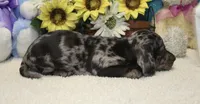 Hoss , a male Miniature Dachshund for sale in Milan, IN – 3 of 7
