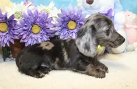 Lucas, a male Miniature Dachshund for sale in Milan, IN – 5 of 8