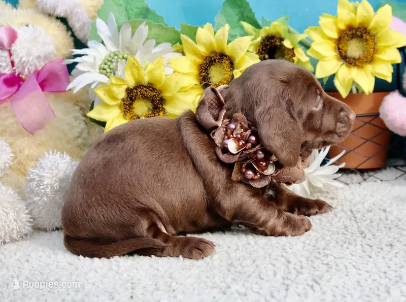 Tessa – Miniature Dachshund puppy for sale in Milan, IN