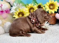 Tessa, a female Miniature Dachshund for sale in Milan, IN – 1 of 7